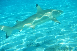Seychelles-flagged vessel fined $ 41,000 for illegal shark fin haul