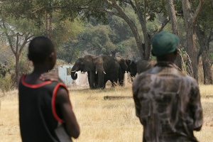 Critics hit US over elephant trophy imports