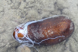 New measures will regulate sea cucumber catch in Seychelles