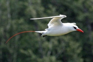 Study: Red-tailed tropicbirds on remote Seychellois island declining because of predator attacks