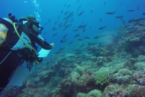 Coral making a come-back on Seychelles' Aldabra, but fish numbers down