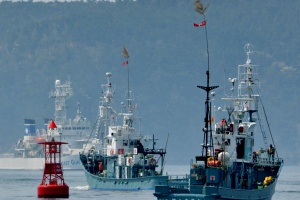 Japan 'mulling IWC withdrawal' to resume commercial whaling