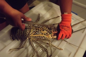 Pas de langoustes des Seychelles, cette année en raison du braconnage et de la diminution de la population