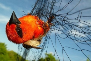 La Commission de l'océan Indien salue le travail des Seychelles pour protéger et améliorer la biodiversité