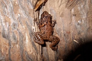 Les environnementalistes appellent à une meilleure gestion des amphibiens des Seychelles