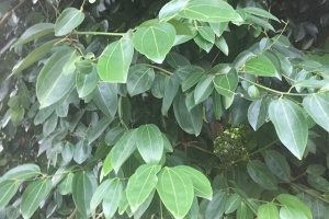 Seychelles' long relationship with cinnamon summarised in 6 historical facts