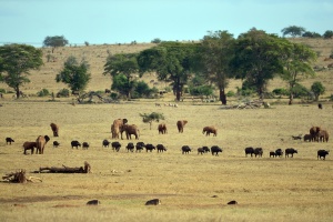 Researchers discover ancient giant 'lion' in Kenya