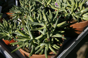 A third of Africa's tropical flora threatened with extinction: study