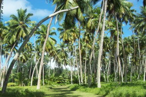 No coconut, no Seychelles: How the 'tree of life' nourished islands' first visitors, fueled commerce