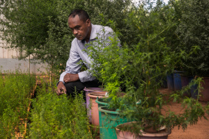 WHO endorses protocol for virus herbal medicine trials