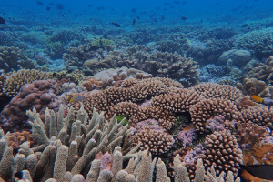 Les Seychelles prévoient de soumettre leur Stratégie et plan d'action nationaux pour la biodiversité (NBSAP) d'ici la fin de 2024