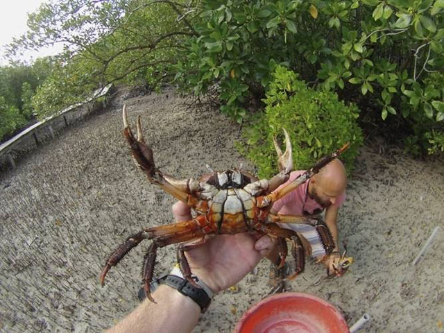 More male crabs, but few juveniles on the Seychelles island of Curieuse ...